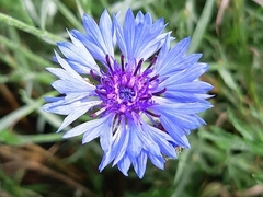 Im Frühling 2020 (5)